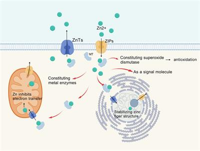 Trace element zinc metabolism and its relation to tumors